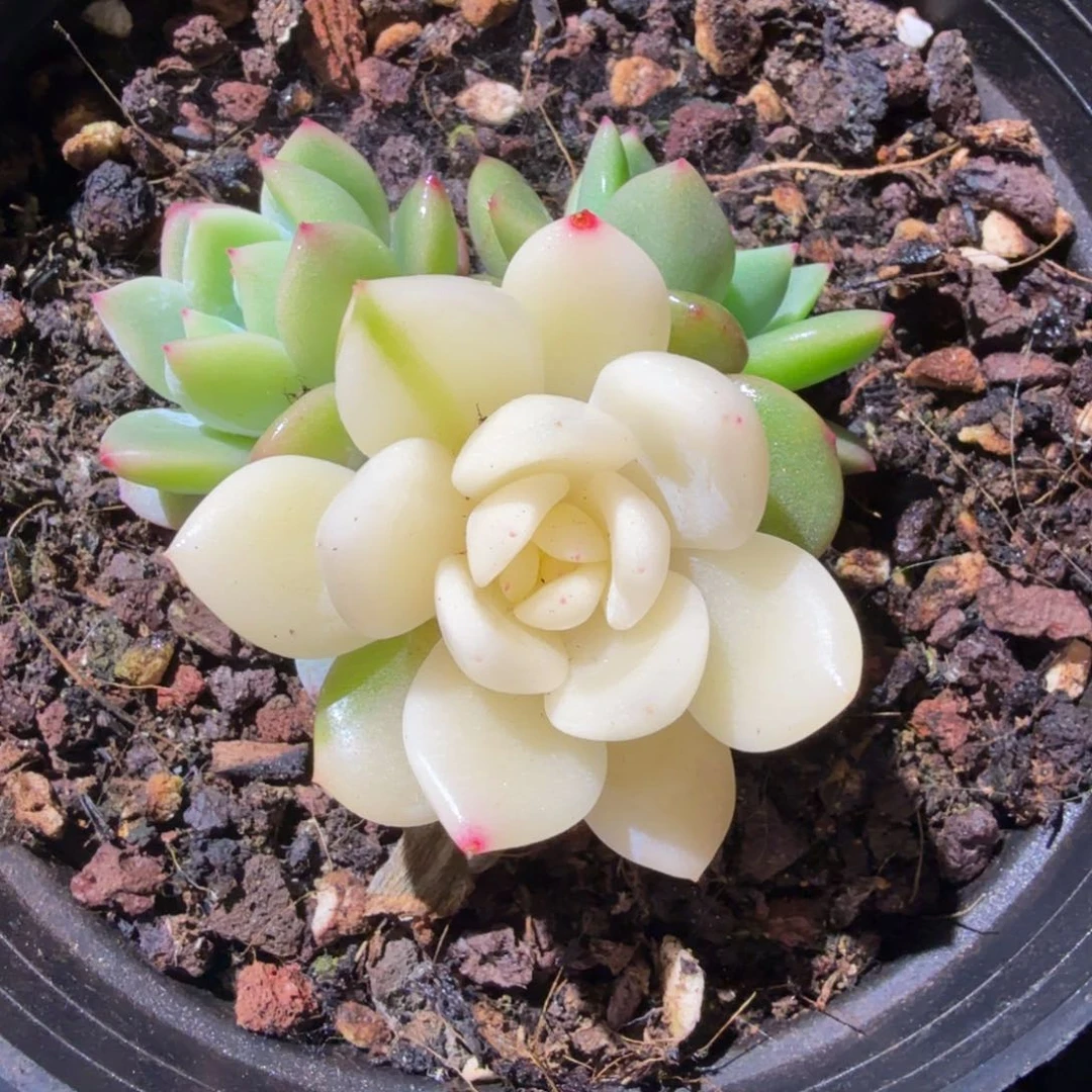 梦露锦底座，锦上园艺量拍