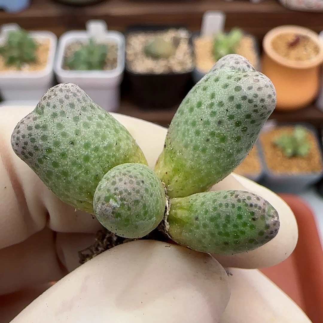 278园艺优选红斑马