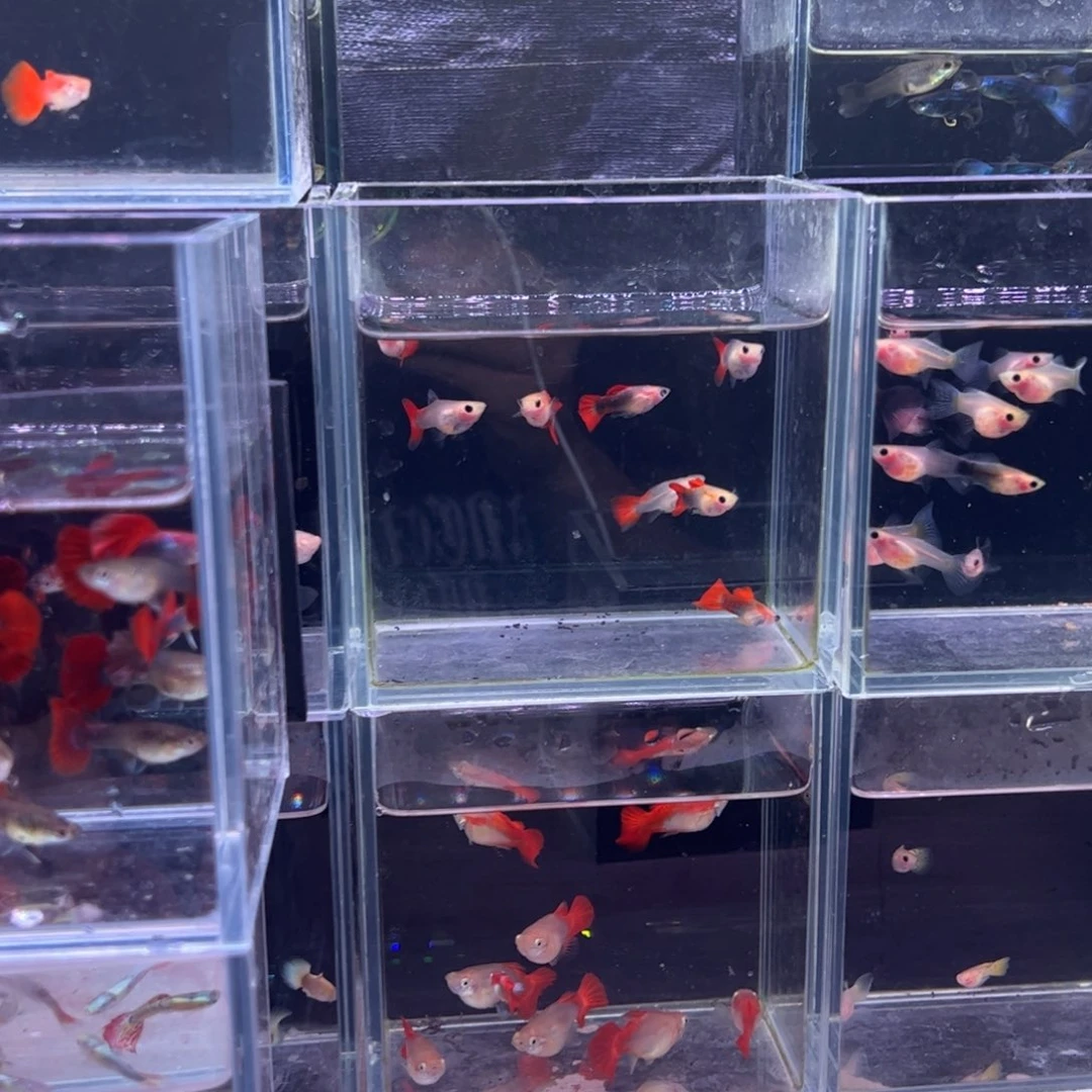 孔雀鱼六对菊花帆折扇