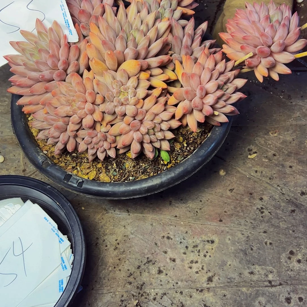 z***儿53号一物一拍脱土包邮