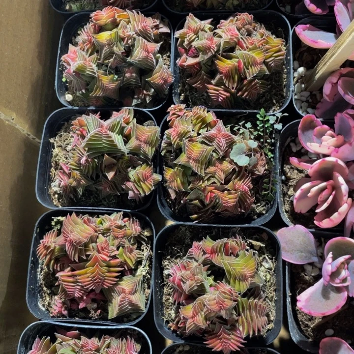 茜之塔锦带盆土发货