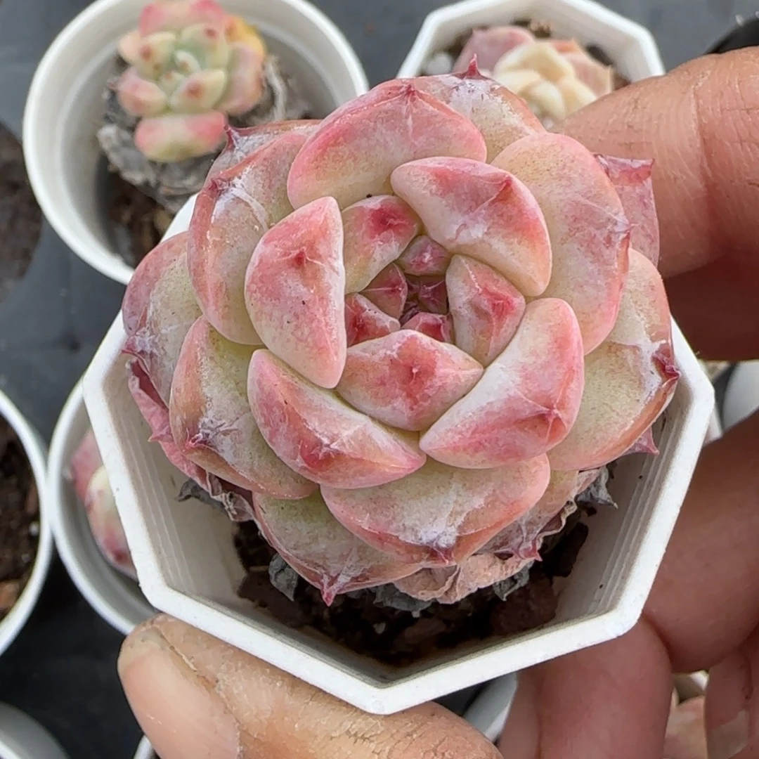 多肉小卡拉米糖心一物一拍