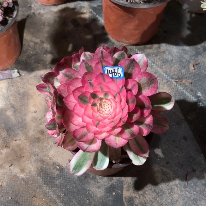 倾城法师多肉1466