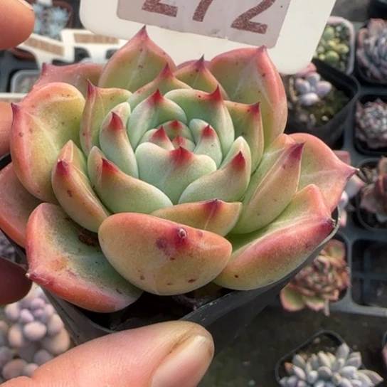 272白龙多肉植物多