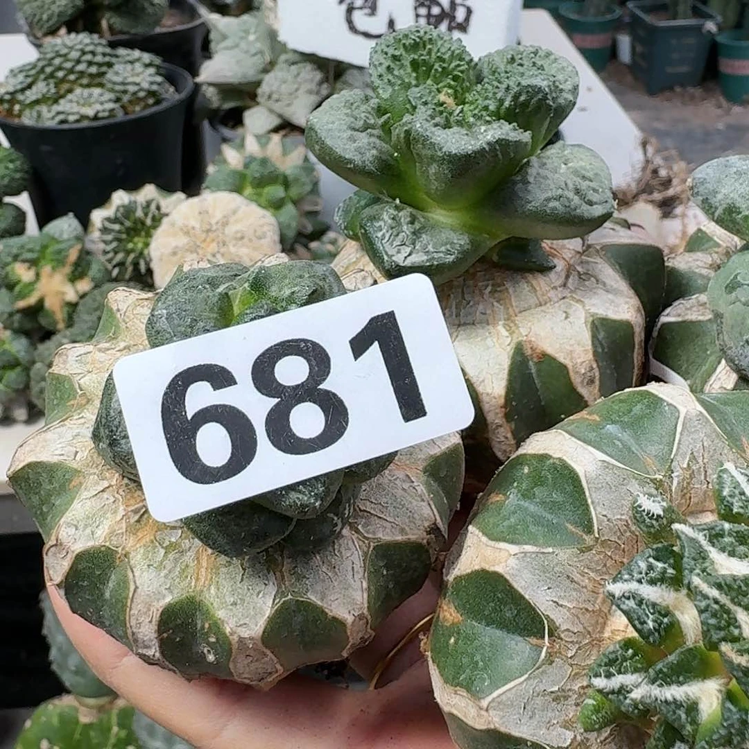 【闪购商品】无花朵赢**来四颗牡丹681