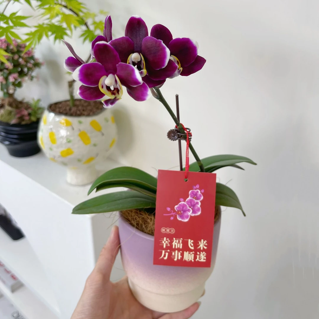 丝绒黑花稀有品种蝴蝶兰欧品带花带花苞桌面室内好养花卉绿植