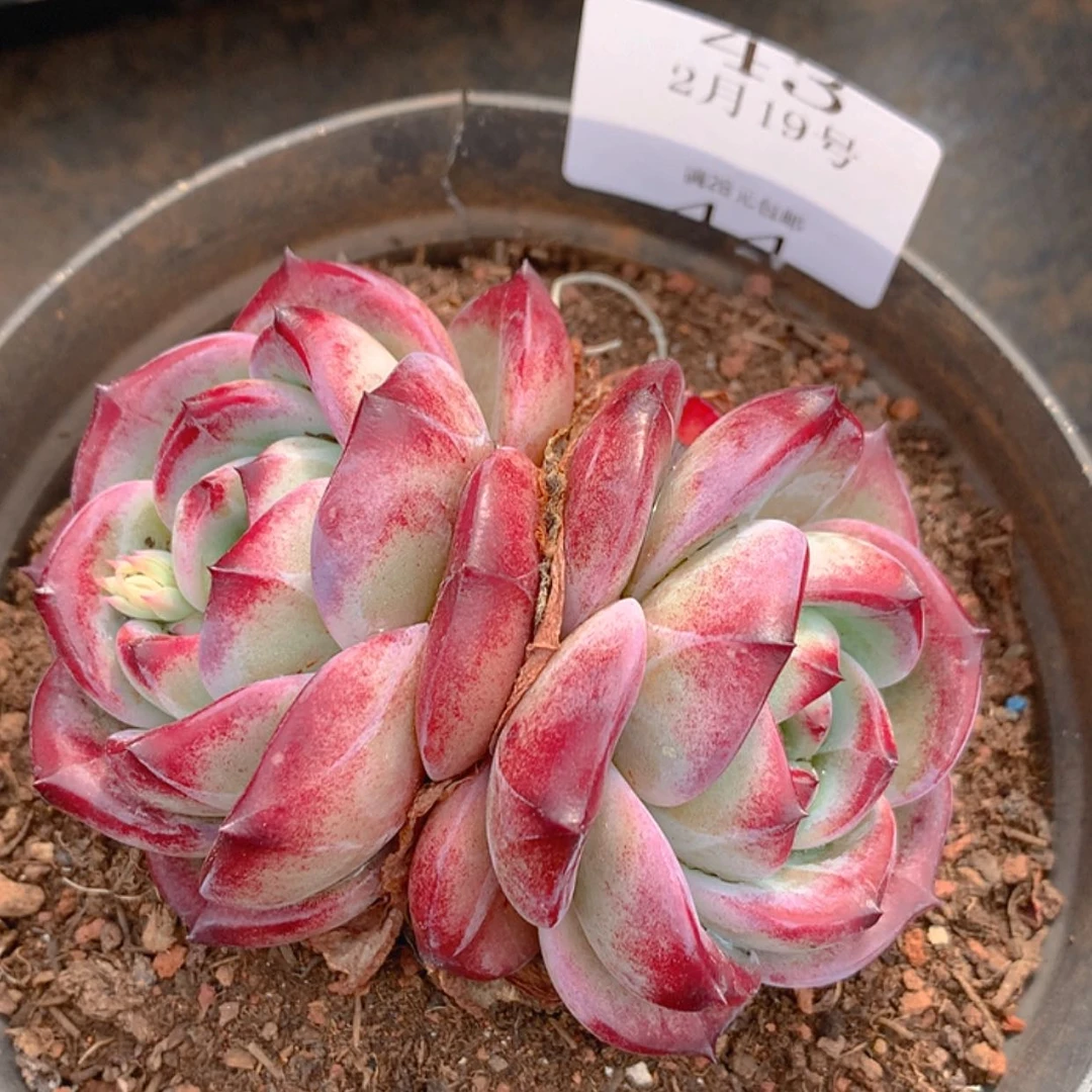 【闪购商品】云43号