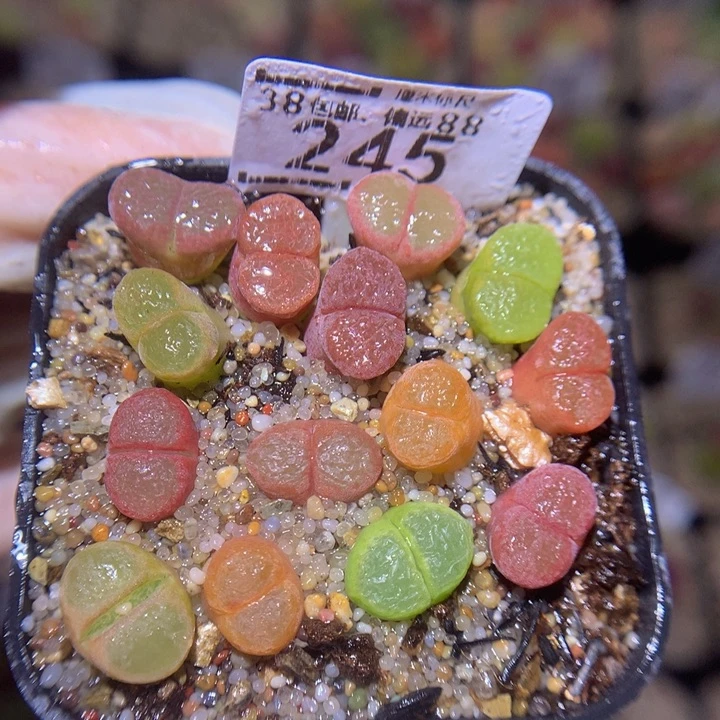 S精品生石花.245