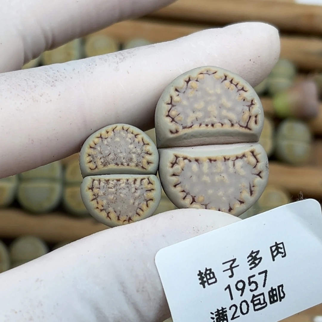 曦***曦1957号一首两颗饼干发货
