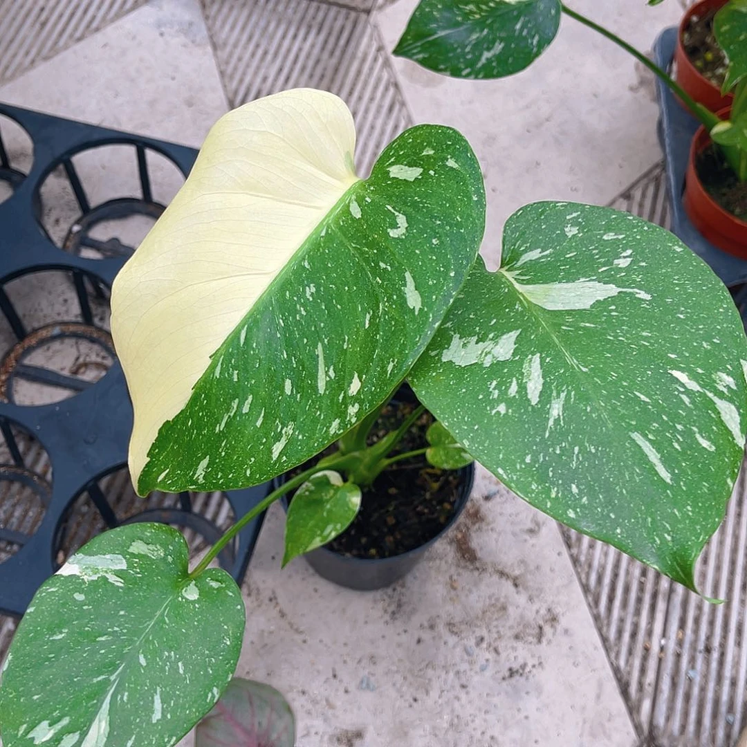 完全开放泰彩一物一拍9号