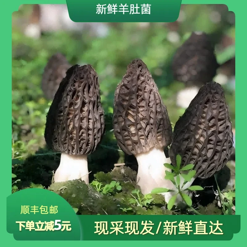 【新鲜羊肚菌】正宗头茬羊肚菌现采现卖煲汤鲜菌菇500g顺丰包邮
