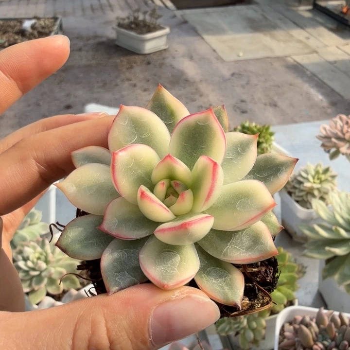 阿斯娜锦多肉植物