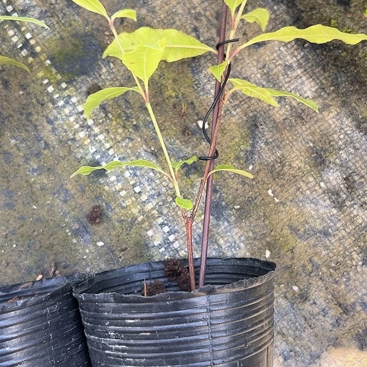 天***益天使369947908480847009