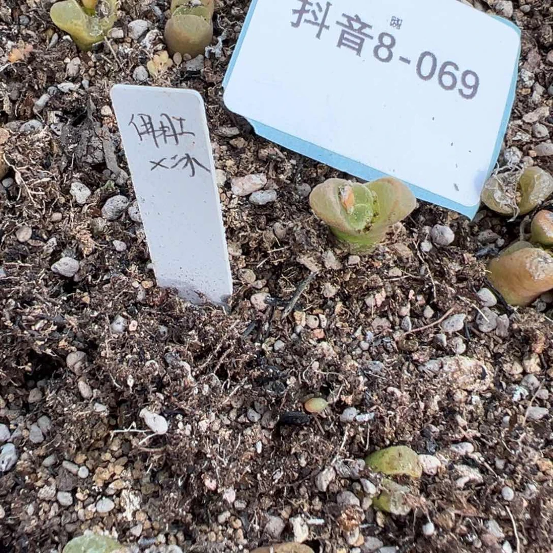 8-69量拍冰风铃杂佛度5颗