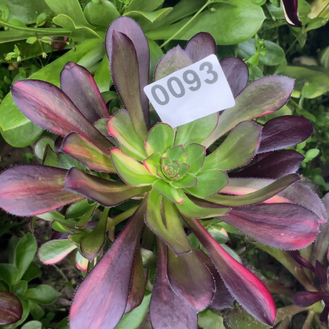 93号花蝴蝶七彩缤纷