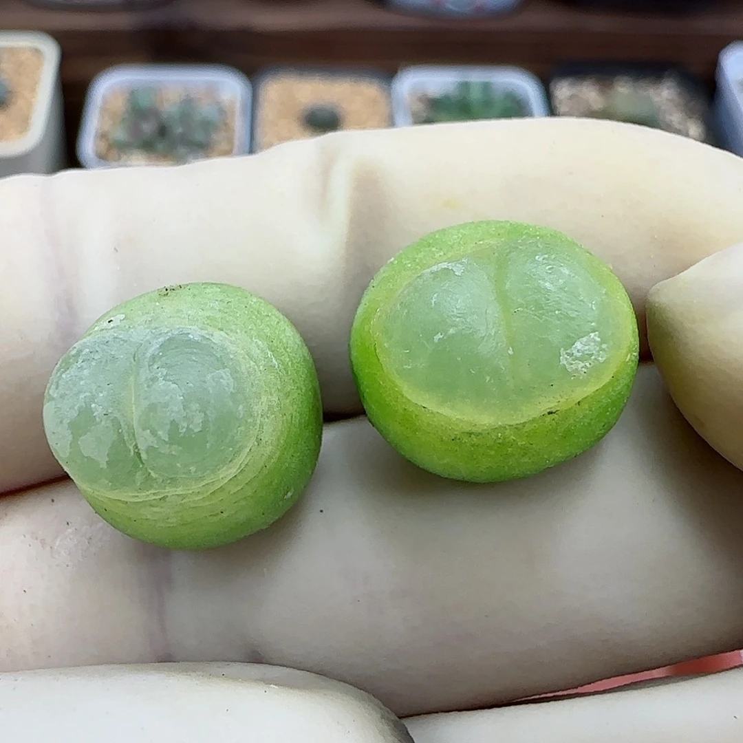 819日系大红拉登福利