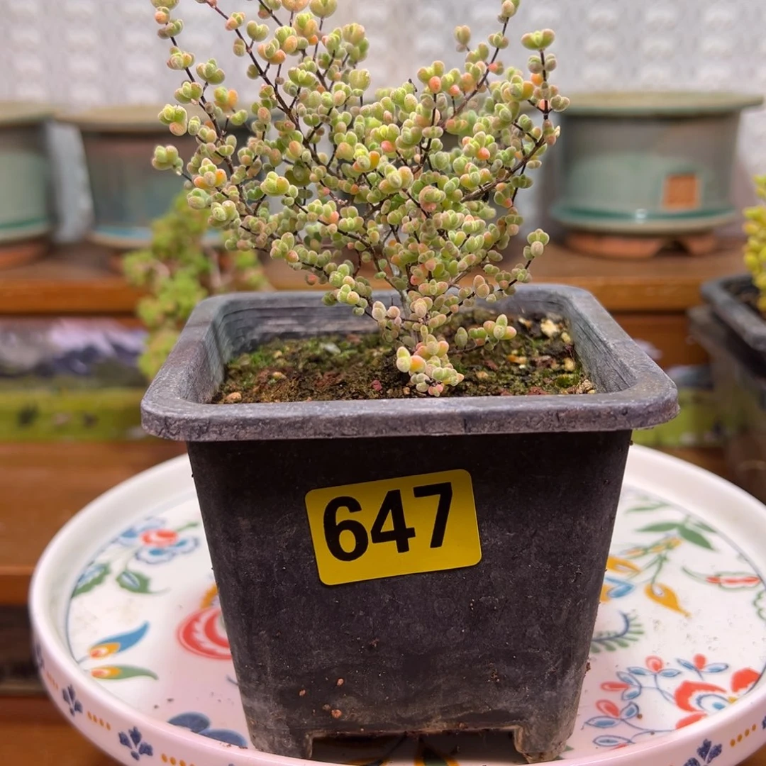 枝干番杏多肉植物647
