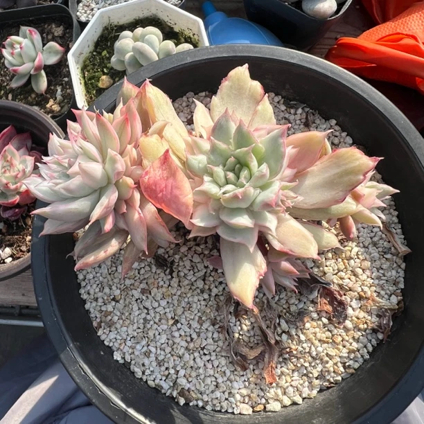 宝莲灯锦多肉植物