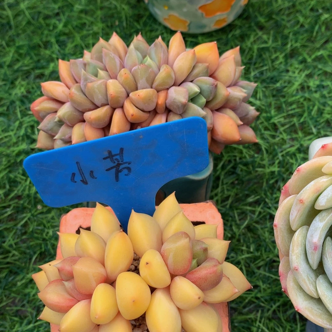 宝****女红象牙多肉一起77272