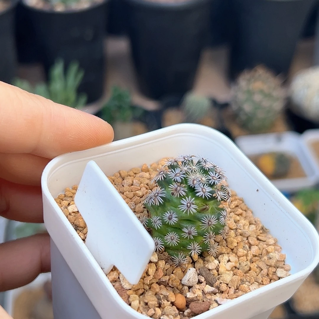 萝卜根克氏丸实生球