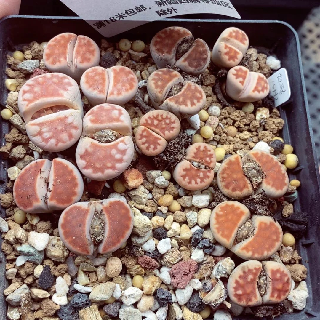 我的小姐姐们都是我的616