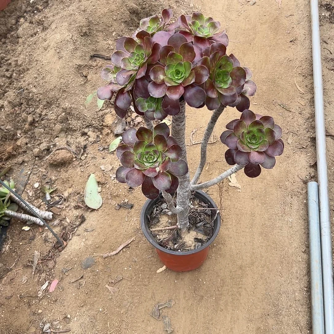 多肉植物多肉植物