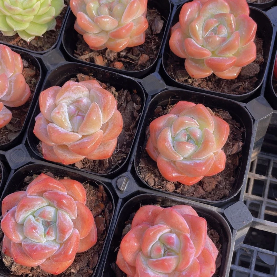 614号 开播福利精品奶油大白兔单头两个