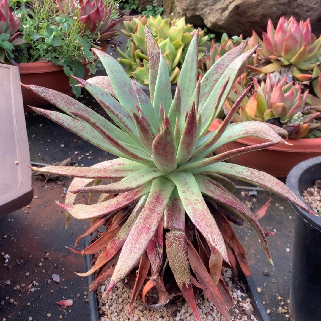 伊静思，2月8日发货