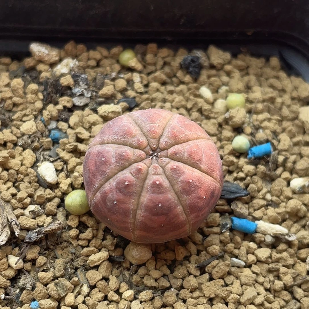 实生胭脂欧系布纹球