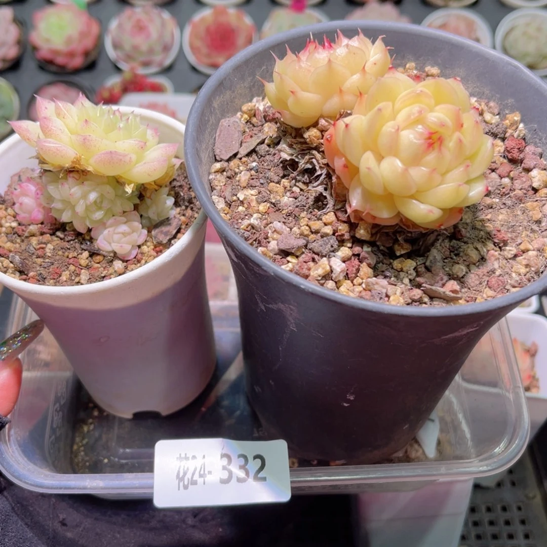 花利美24-332麦秆➕海王