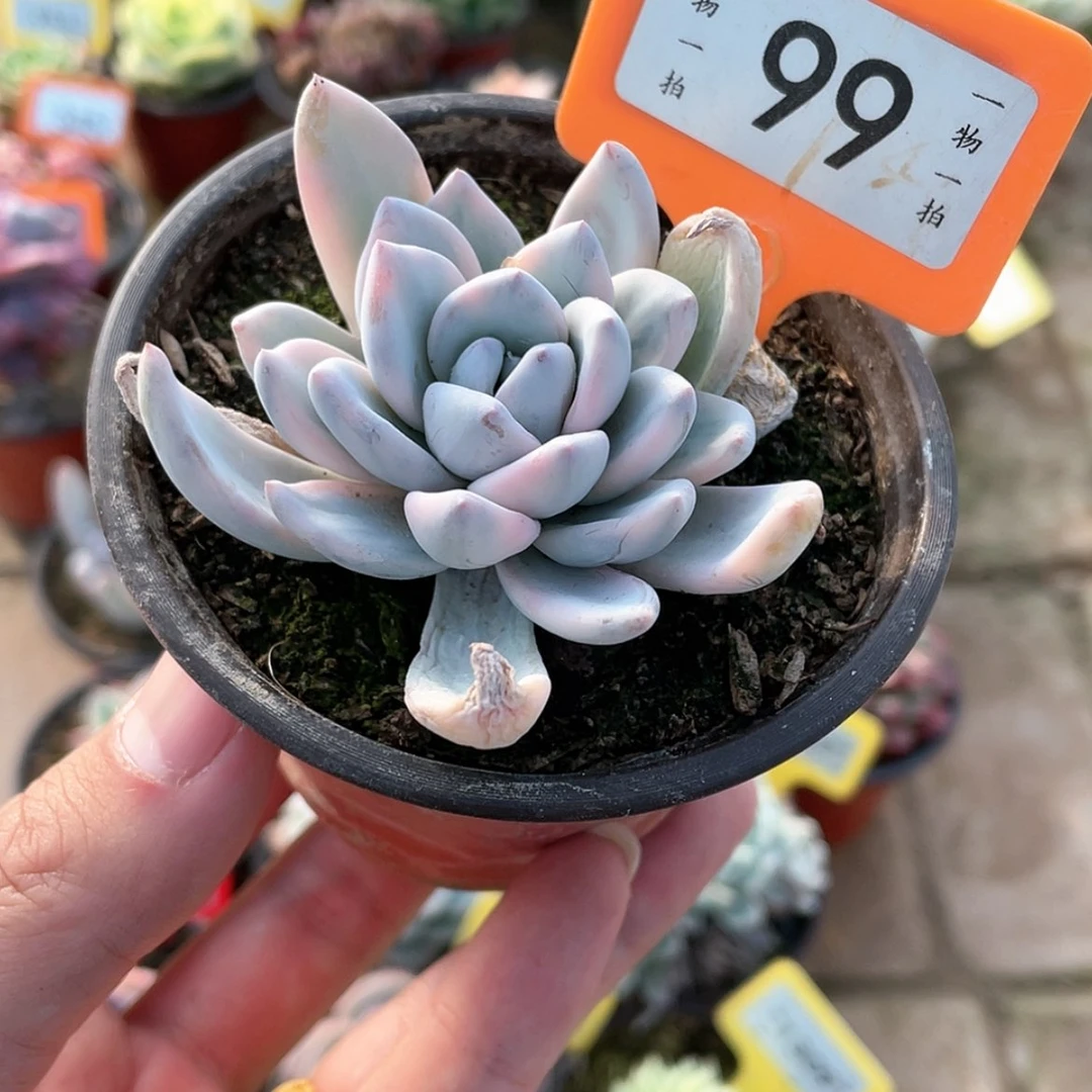 【闪购商品】99号的