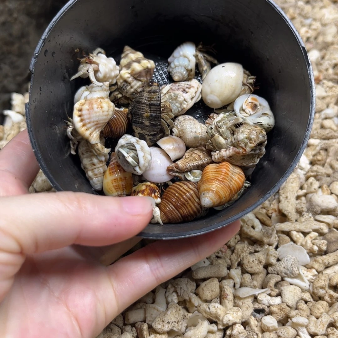 外岛异形壳精品小豆子