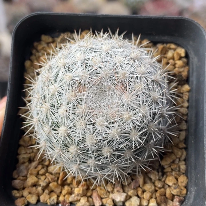 雪白丸         实生根
