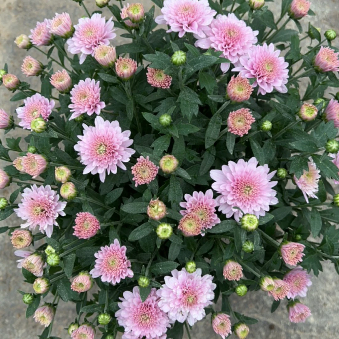 球菊 -- 如烟   15cm育苗盆剪盆口原土发货