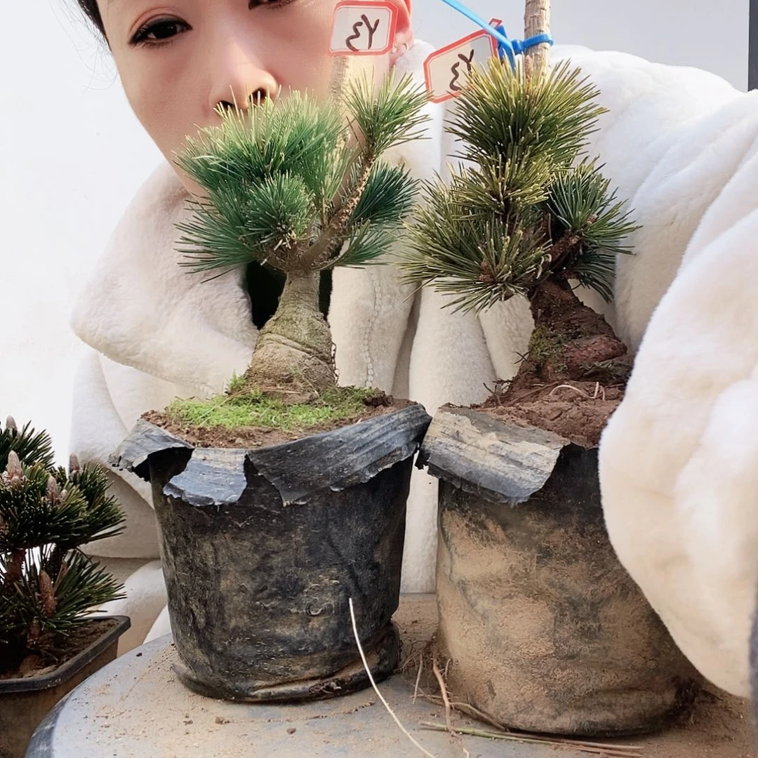 植物形态多年生草本