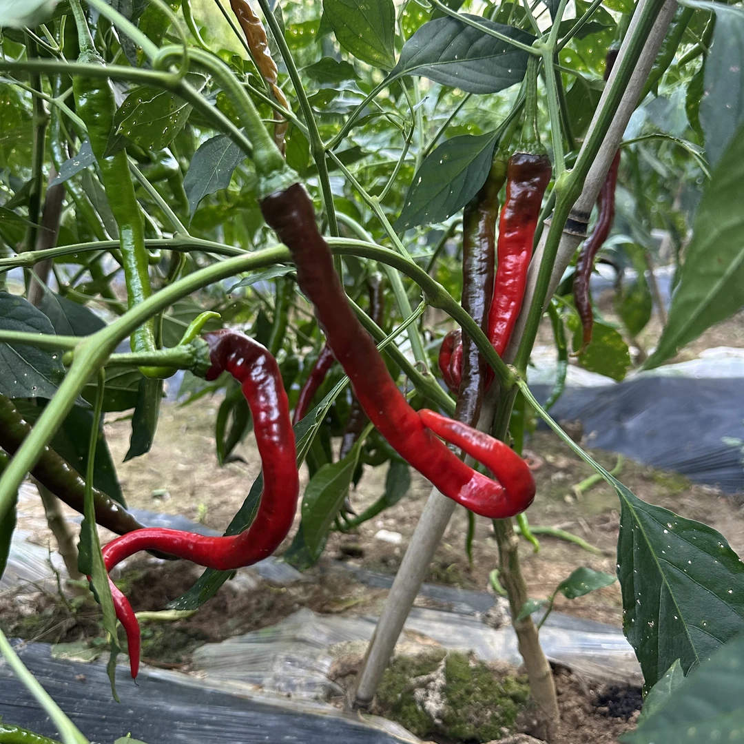 【京东快递】湘西土辣椒高山露天种植新鲜辣椒