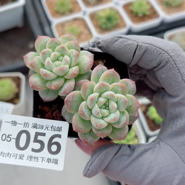 优选珍妮无盆土发货多肉多