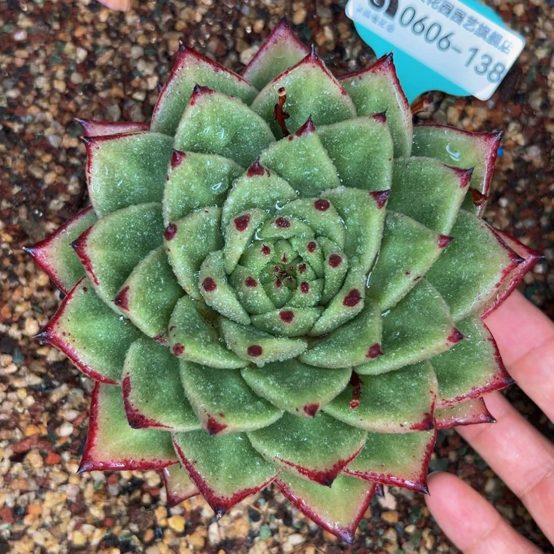 多肉一物一拍0606-138