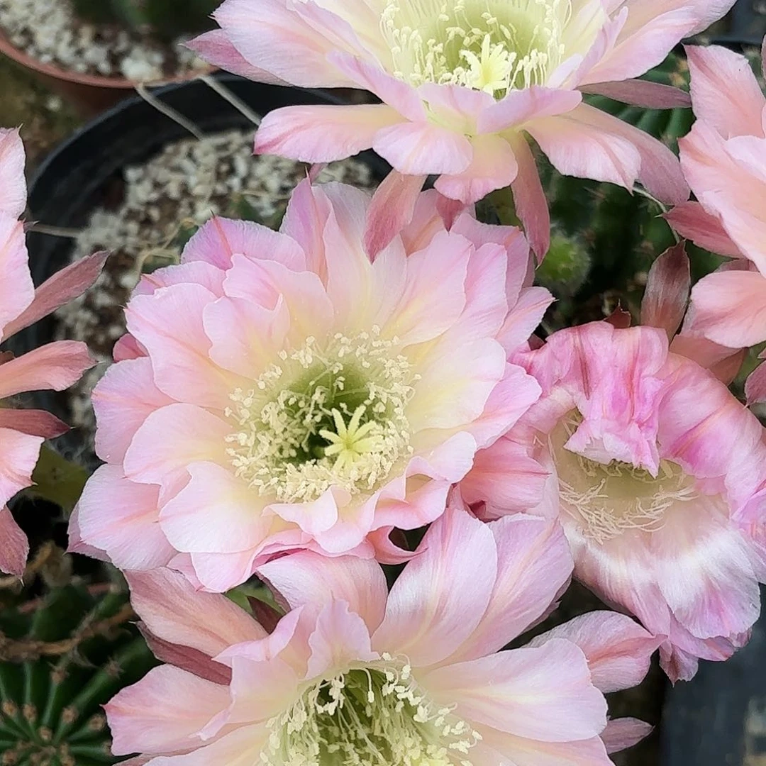 带根爱德话带根仙人球瑕疵4-5公分