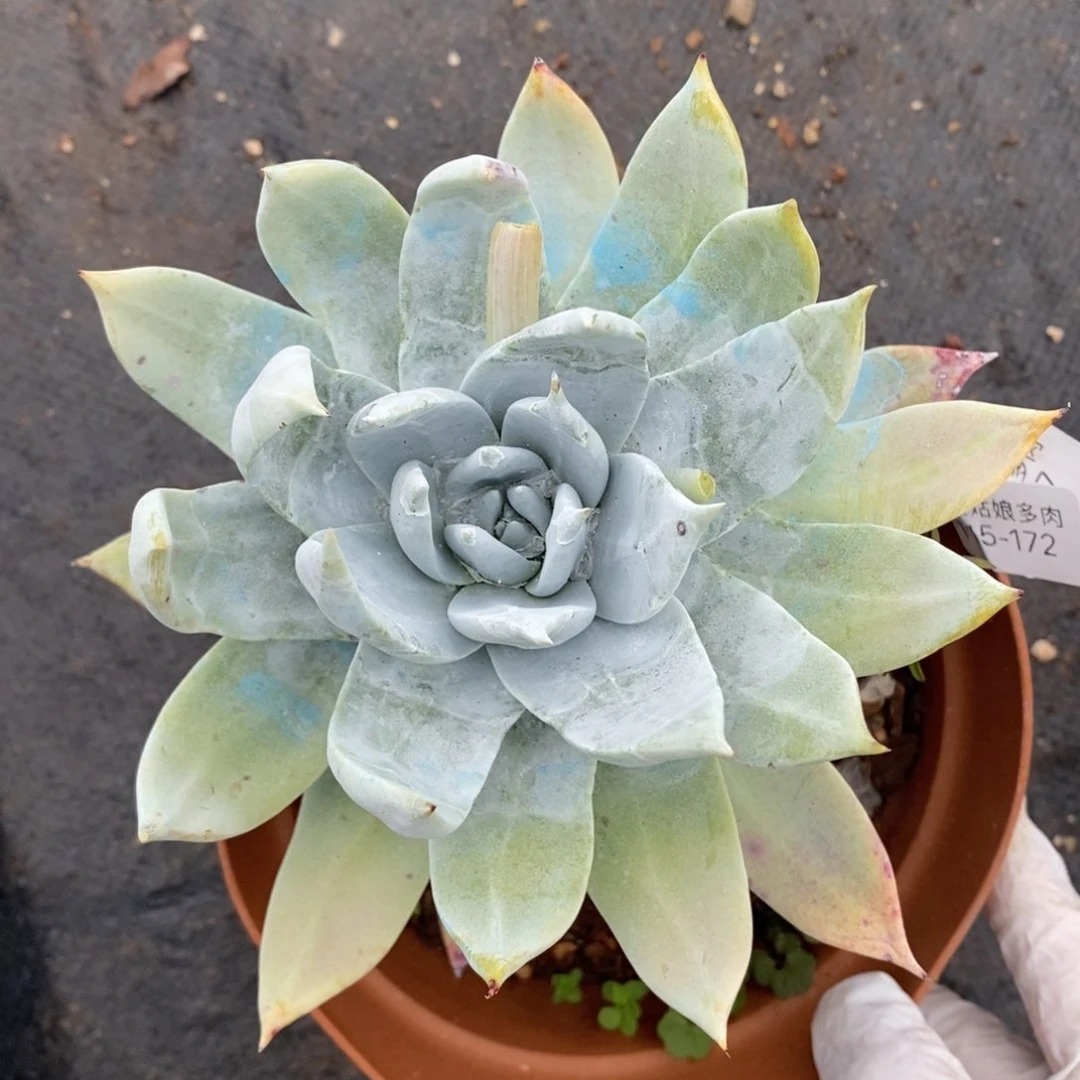 172号牡丹叶粗腿子