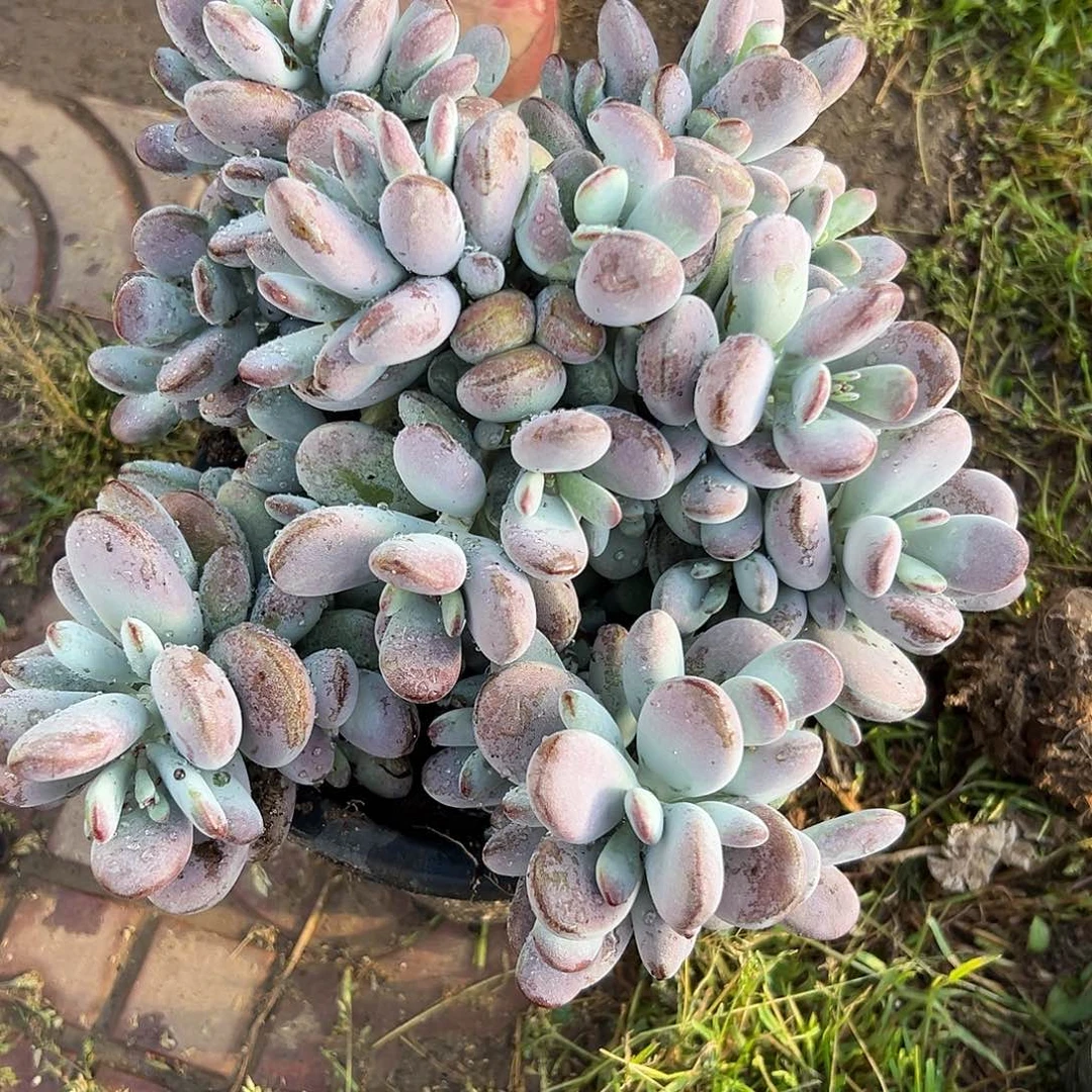 皮色诺在中央音乐学院