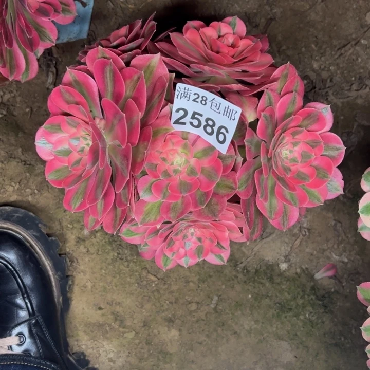 2586女巫多肉植物