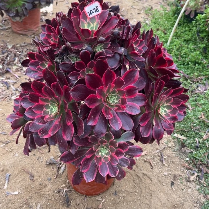 20-25金丝有断肢处理多肉植物