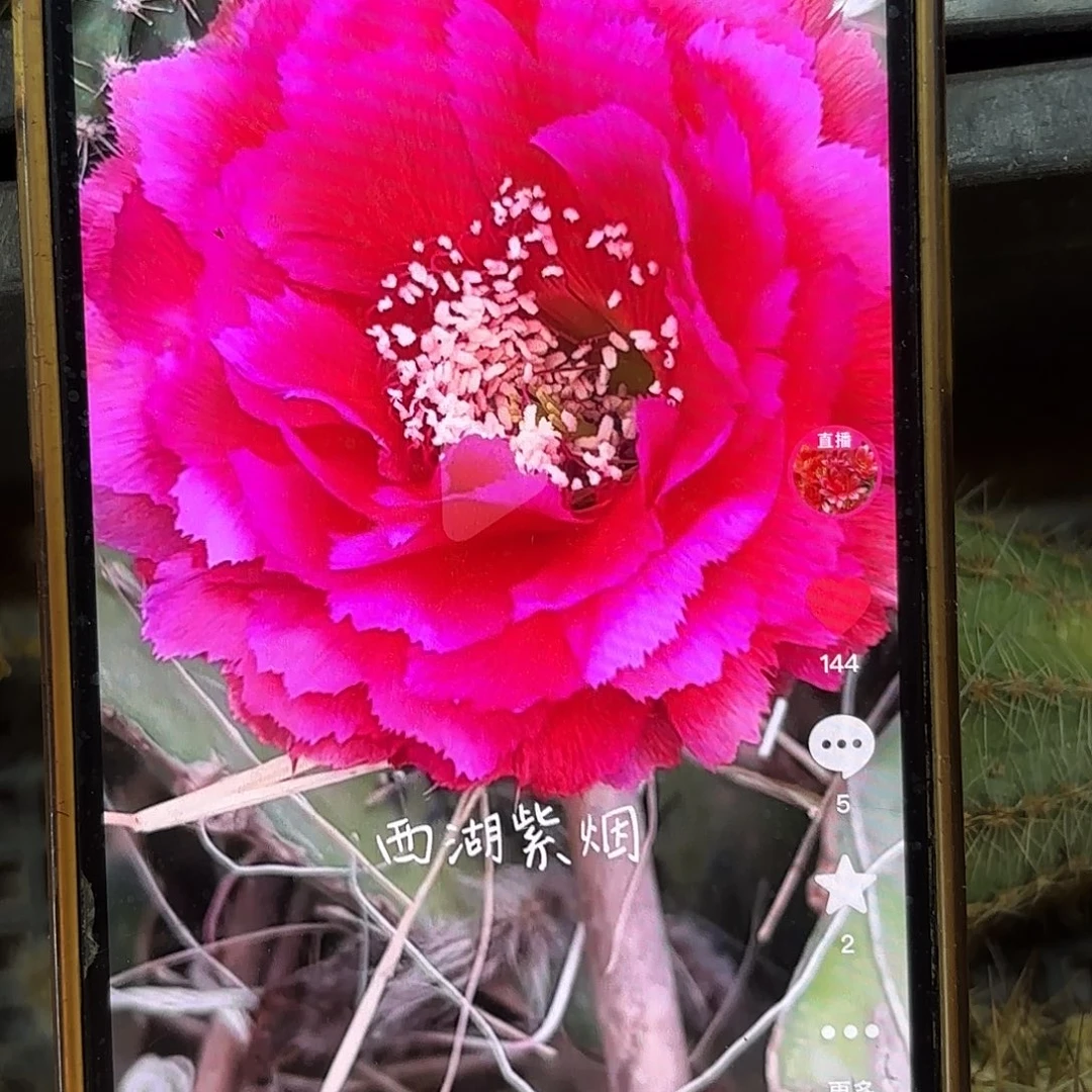 紫烟彩侧牙20包邮仙人球17