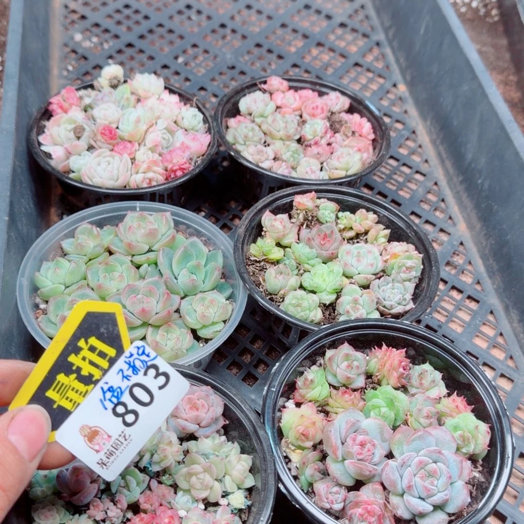 多肉植物多肉植物