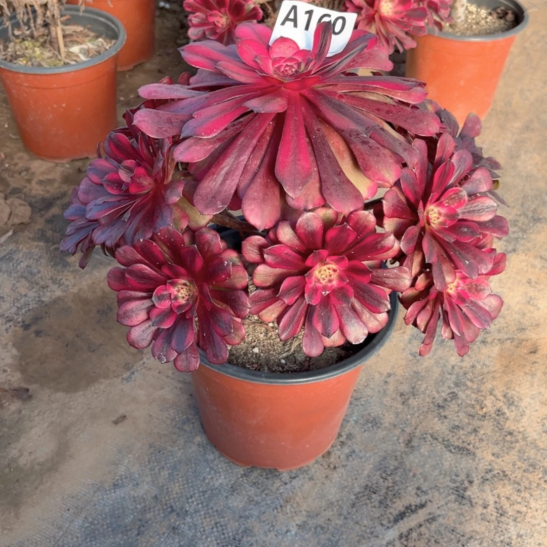 多肉植物美姬160多肉