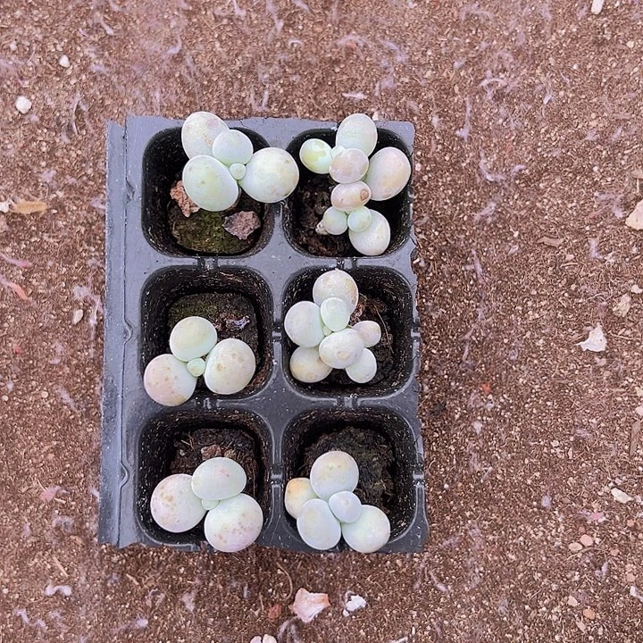 6，颗一组精品橙雪球！！！