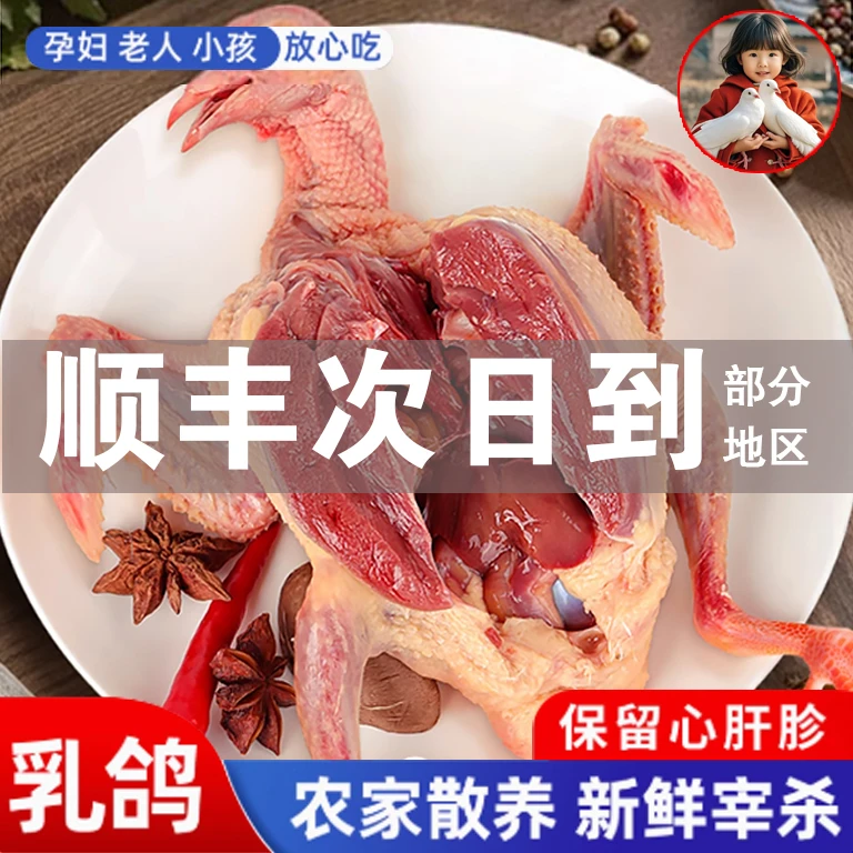正宗农家散养土鸽子现杀新鲜顺丰包邮玉玲珑家三年老鸽子乳鸽生鲜