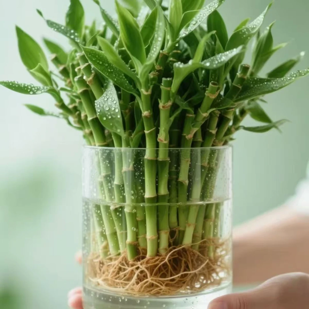 杆高15厘米竹子水培植物开运竹客厅直竹子室内植物易活绿植