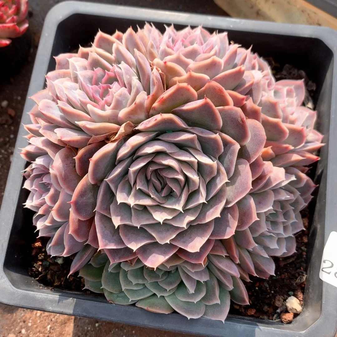 2875杂交多肉植物基地